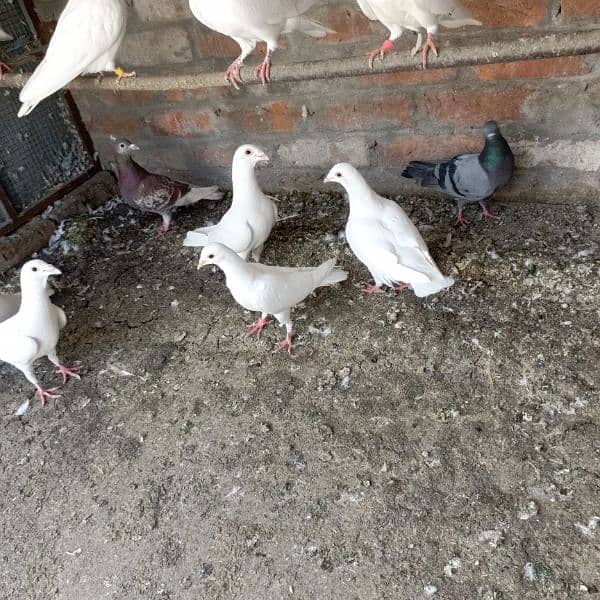 pigeon for sale 3