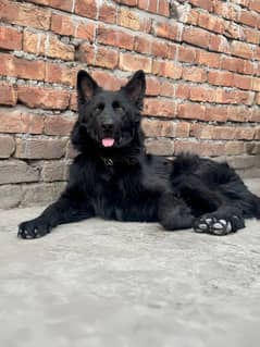 Black german shepherd pink pedigree male