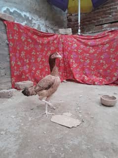 Aseel Female/Hen/Murgi ( egg lying hen)