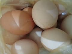 golden misri murgiyo k desi ande/fresh eggs/دیسی انڈے