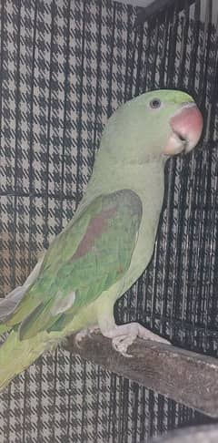 Raw parrot female