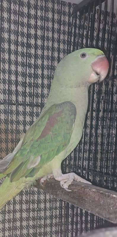 Raw parrot female 0