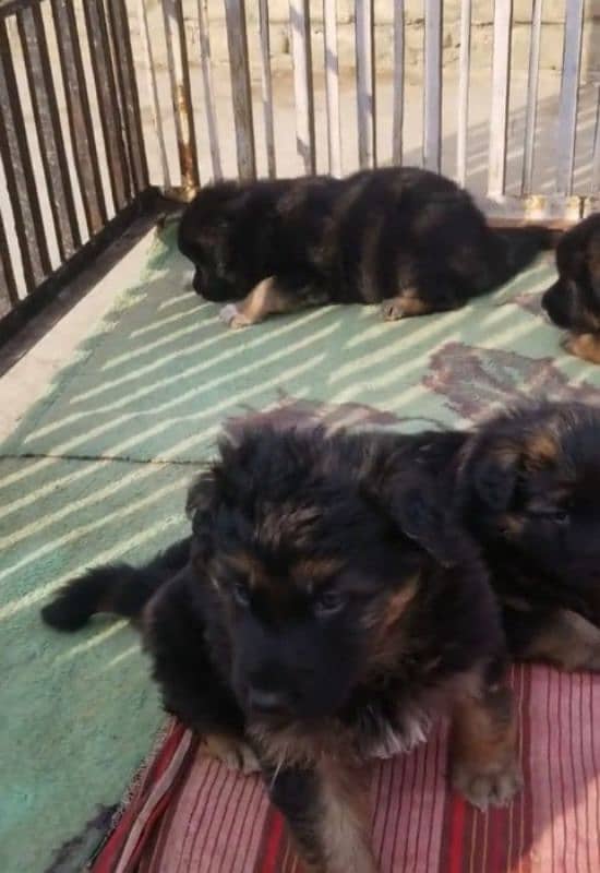 German shepherd Long Coat Male & Female  For Sale 03287625932WhatsApp 0