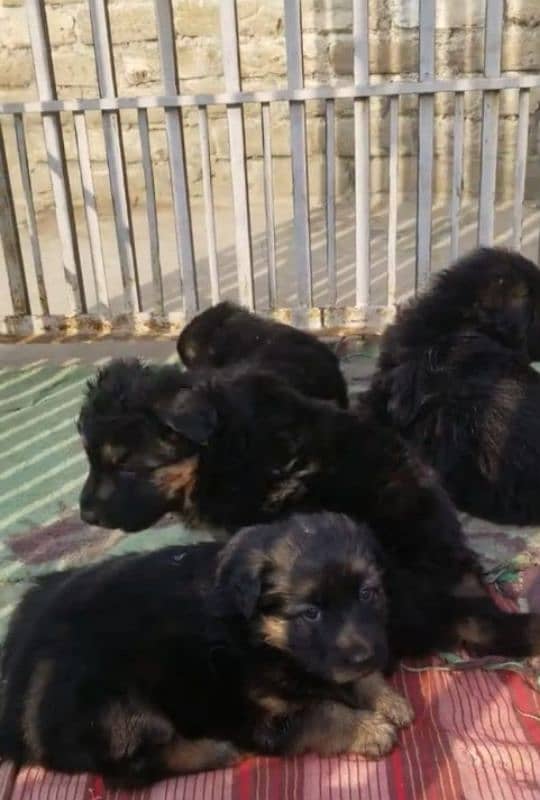 German shepherd Long Coat Male & Female  For Sale 03287625932WhatsApp 1