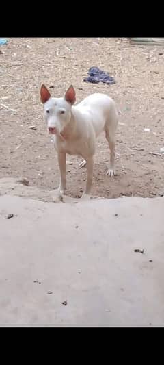 pure khohati gullter dog for sale