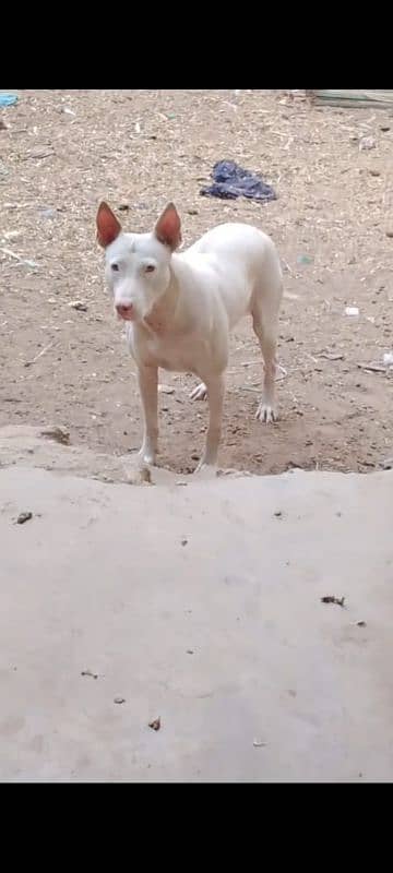 pure khohati gullter dog for sale 0