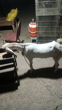 Bakri for sell