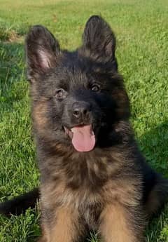 German shepherd puppies 03361777030