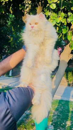 Persian adult male cat