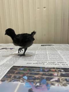 Ayam cemani chicks 1 month old