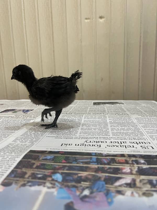 Ayam cemani chicks 1 month old 0