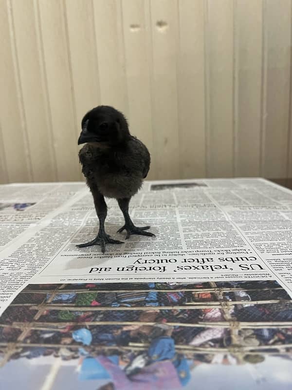 Ayam cemani chicks 1 month old 1