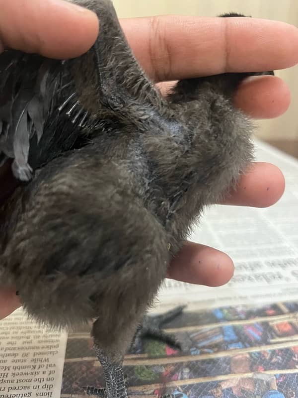 Ayam cemani chicks 1 month old 2