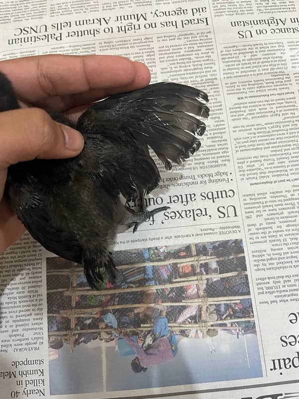 Ayam cemani chicks 1 month old 3