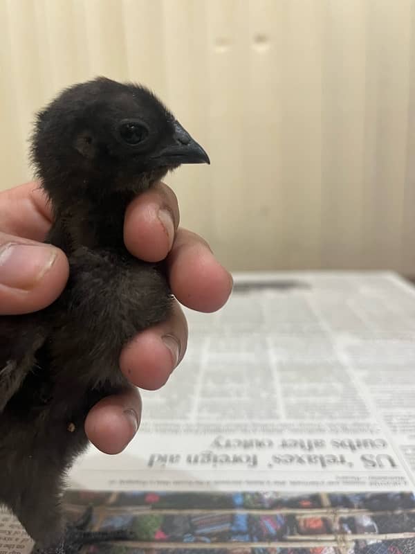 Ayam cemani chicks 1 month old 4