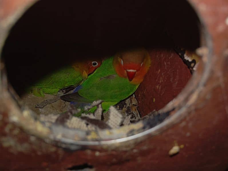 love bird green fisher breeder pair 1