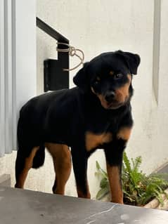 Rottweiler female dog | ipmorted blood line | dog for sale