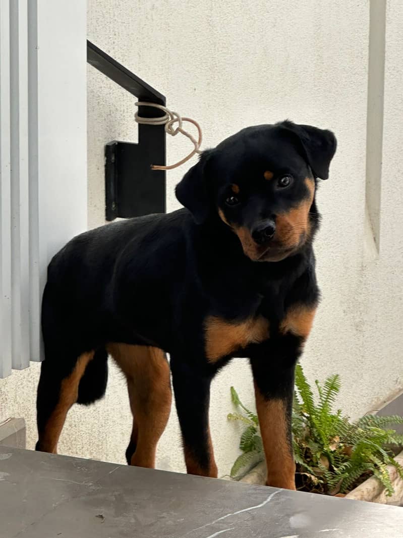 Rottweiler female dog | ipmorted blood line | dog for sale 0