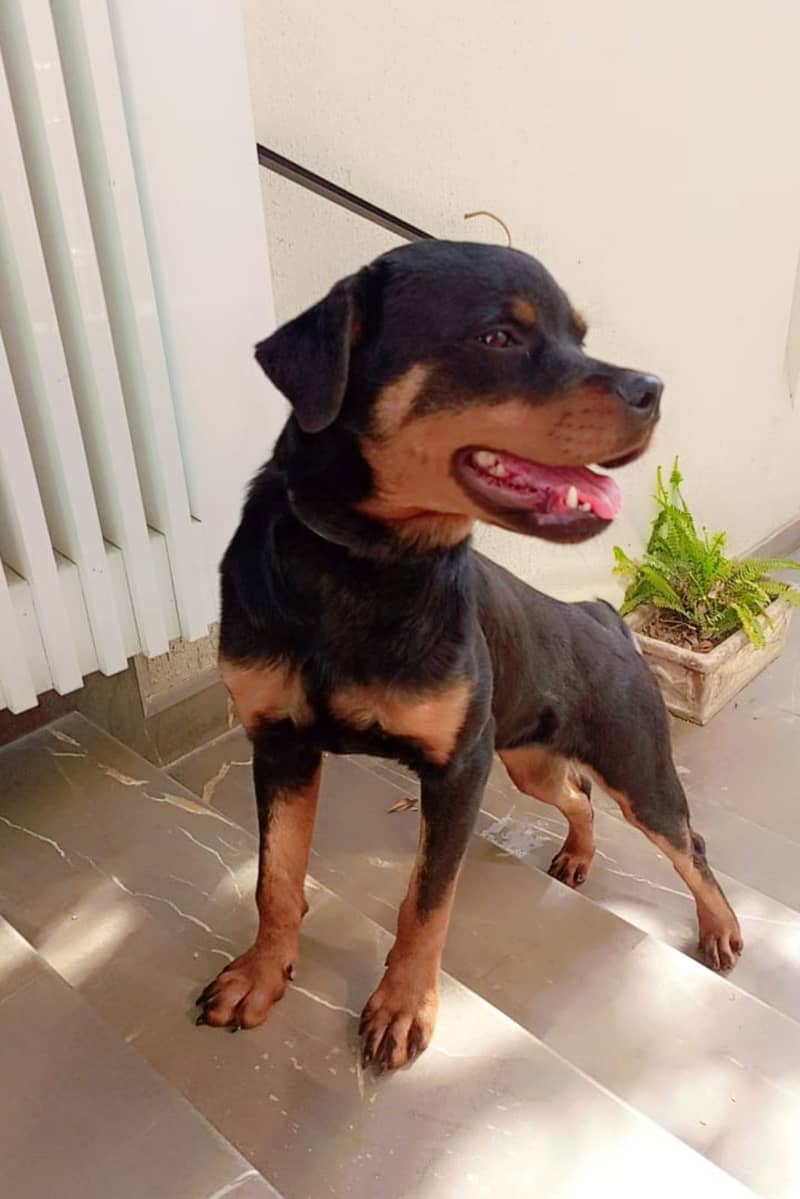 Rottweiler female dog | ipmorted blood line | dog for sale 1