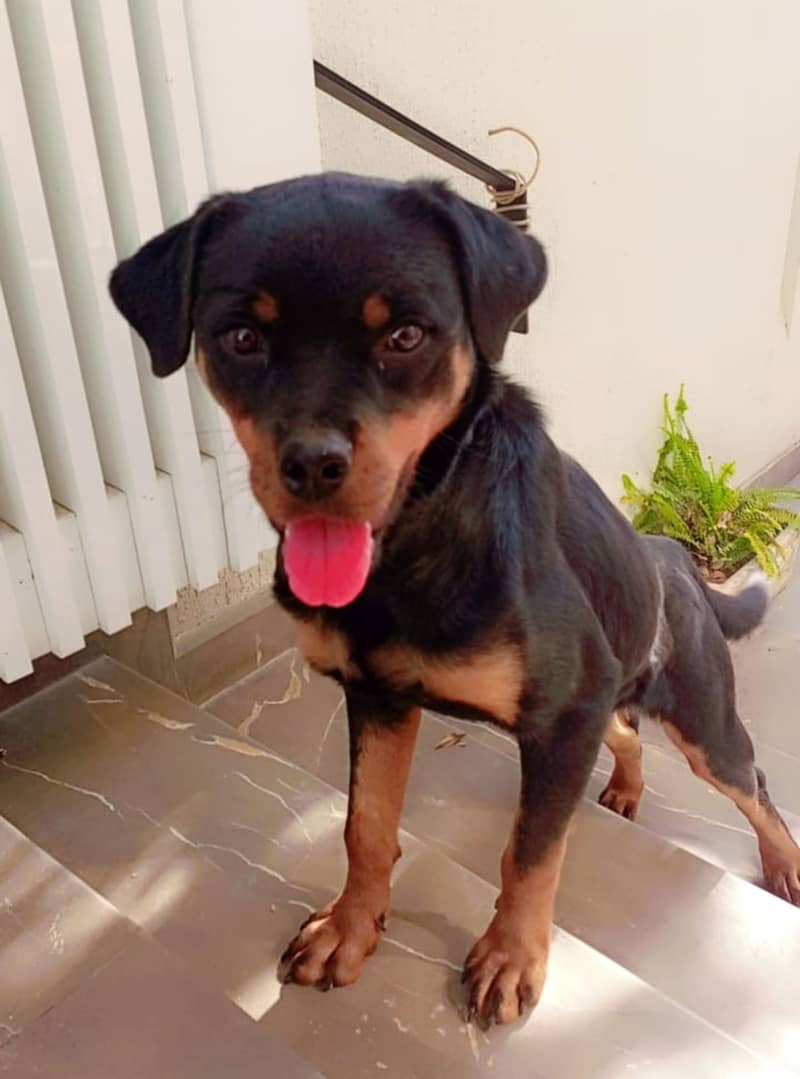 Rottweiler female dog | ipmorted blood line | dog for sale 2