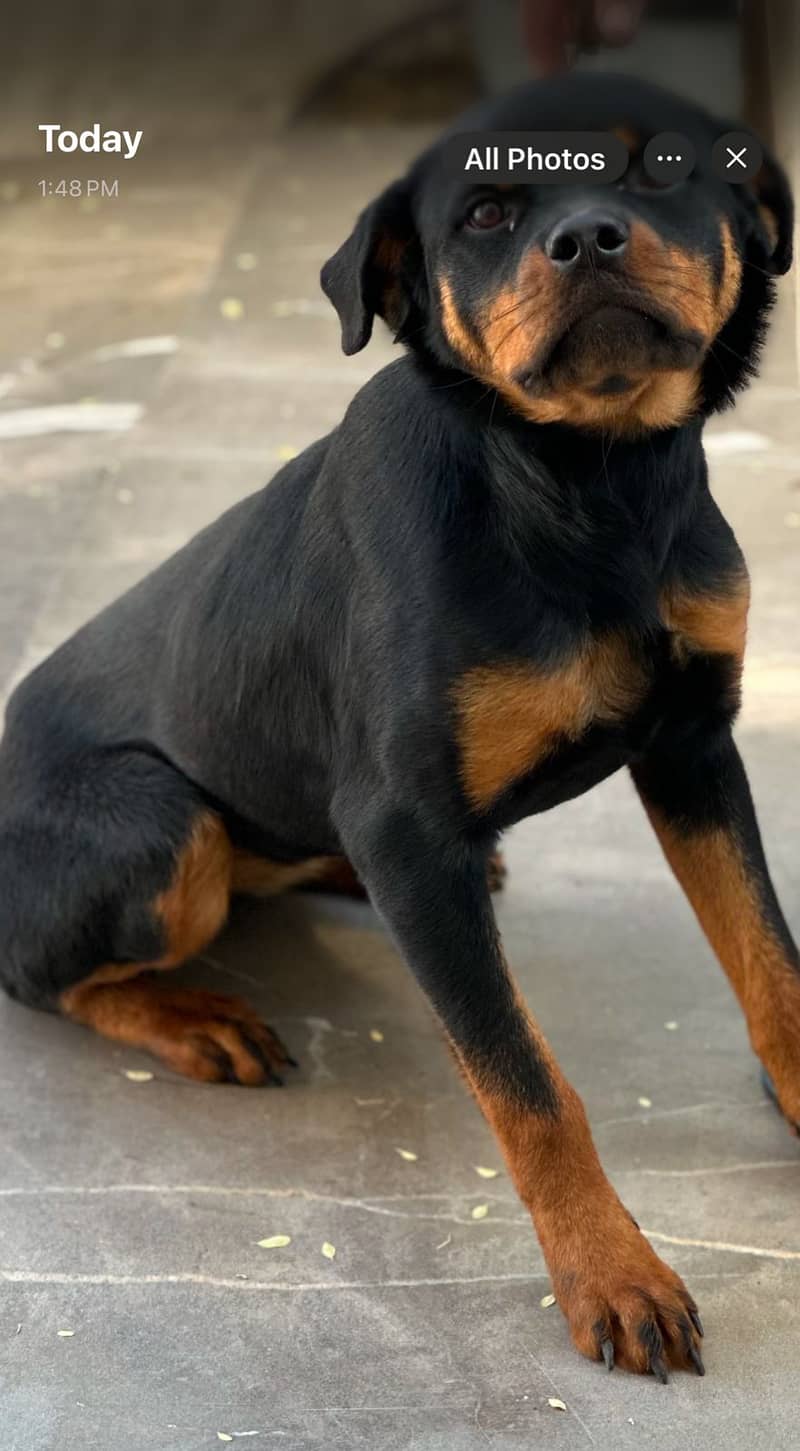 Rottweiler female dog | ipmorted blood line | dog for sale 3