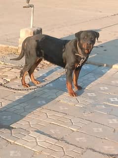 Rottweiler For Sale