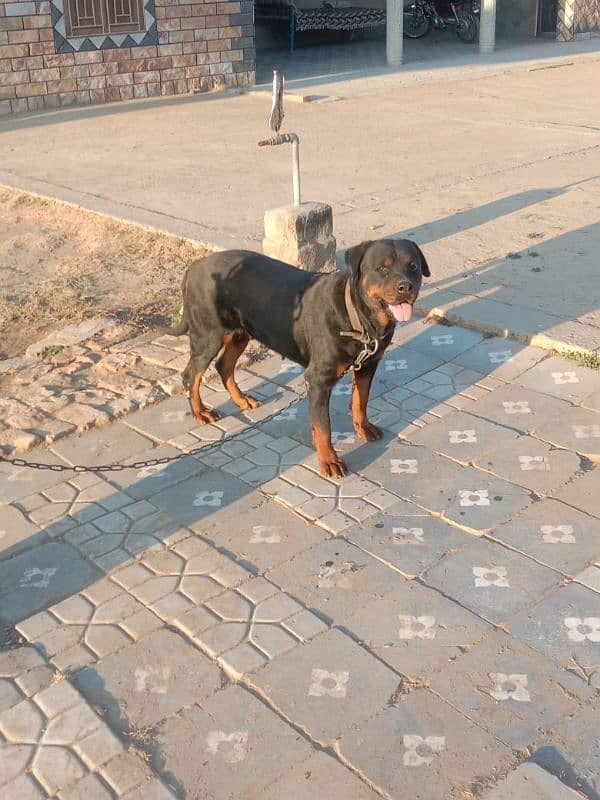 Rottweiler For Sale 1