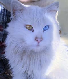 male persian