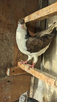 pigeon active and strong male