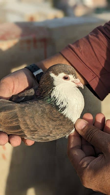 pigeon active and strong male 1