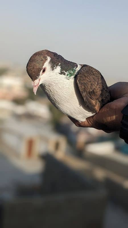 pigeon active and strong male 3