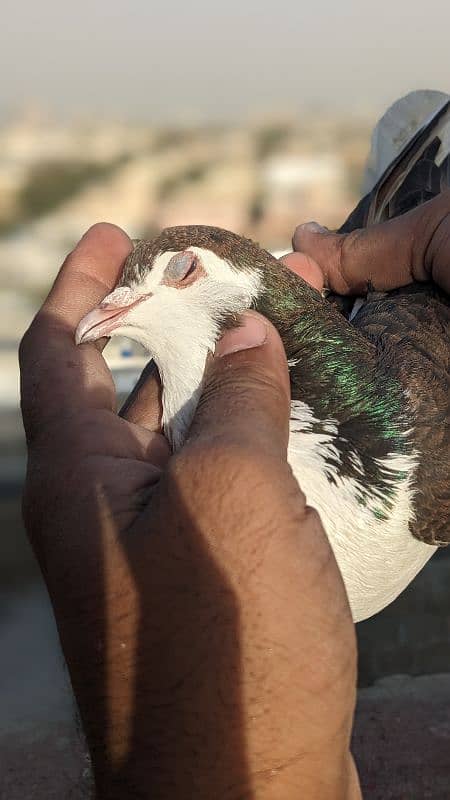 pigeon active and strong male 4