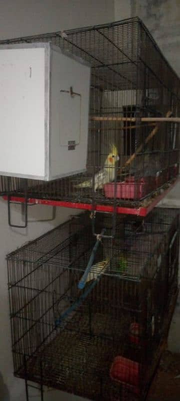 Cocktail parrot pair and cage 2