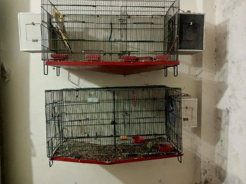 Cocktail parrot pair and cage 3