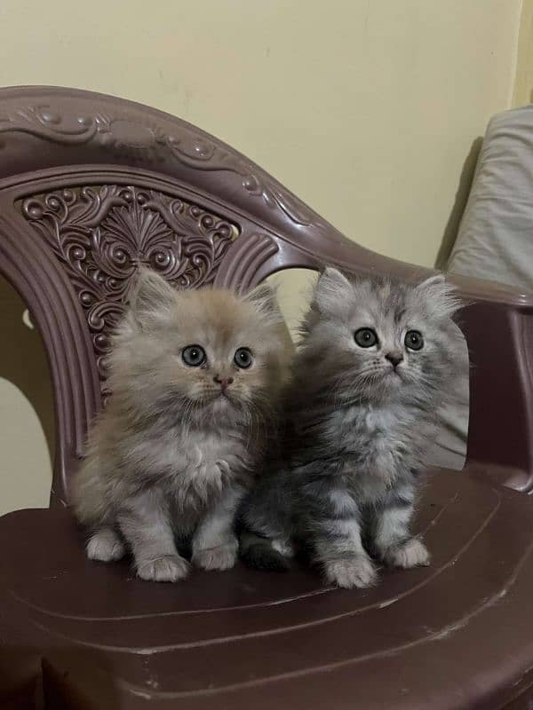 Punch face male female kittens available 4