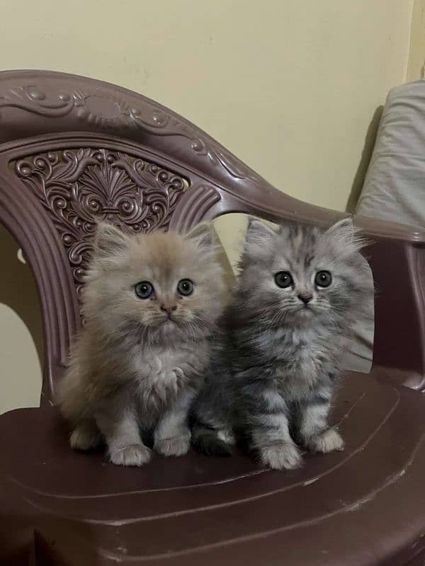 Punch face male female kittens available 5