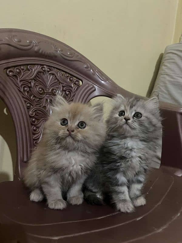 Punch face male female kittens available 6