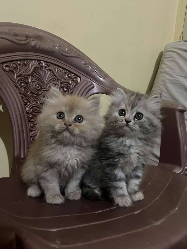 Punch face male female kittens available 7