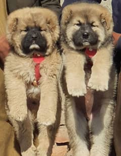 Kurdish Kangal security dog 2 month pair for sale heavy bone