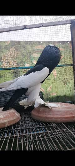 Black magpie reversing female breeder