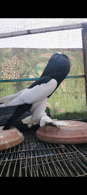 Black magpie reversing female breeder 0