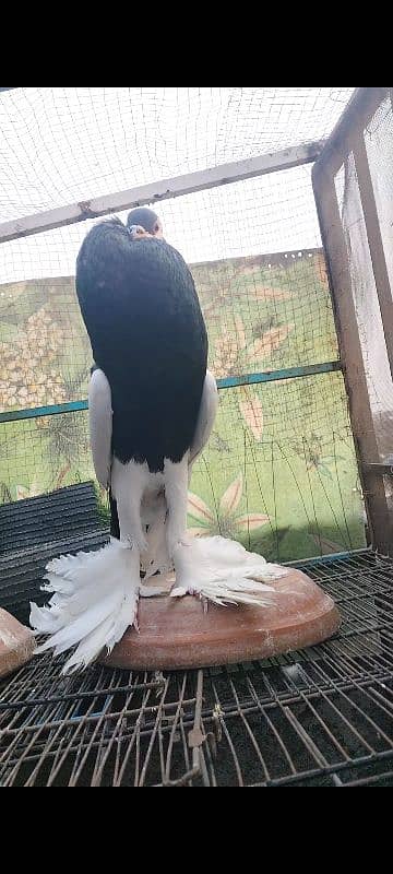 Black magpie reversing female breeder 1