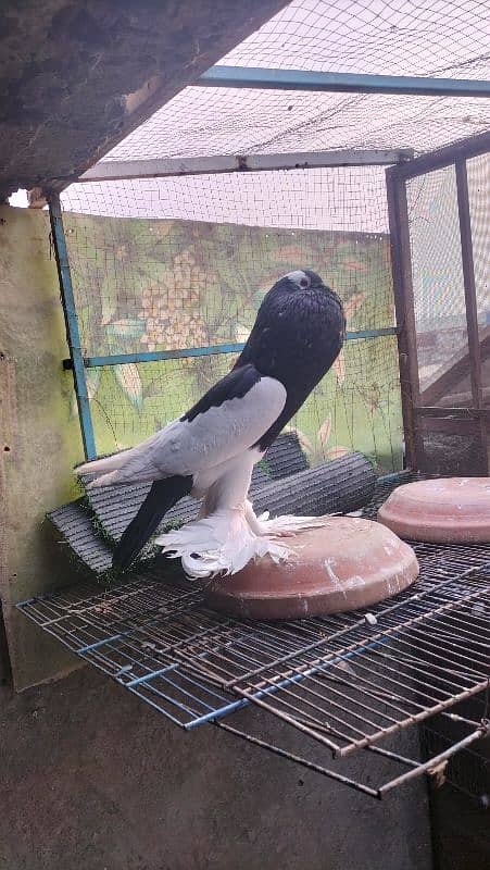 Black magpie reversing female breeder 2