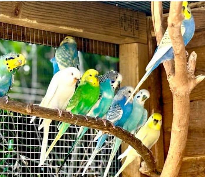 Low budget budgies 0