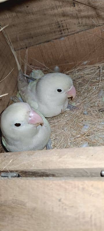 Albino Split Breeder Pair Love Bird Available For Sale 0