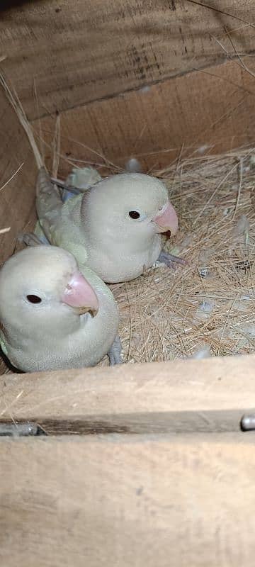 Albino Split Breeder Pair Love Bird Available For Sale 1