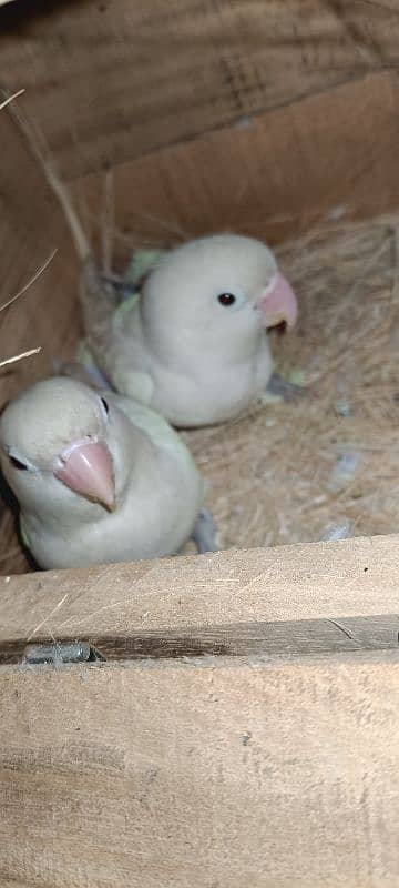 Albino Split Breeder Pair Love Bird Available For Sale 2