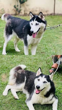 pure Siberian husky pair(both female)