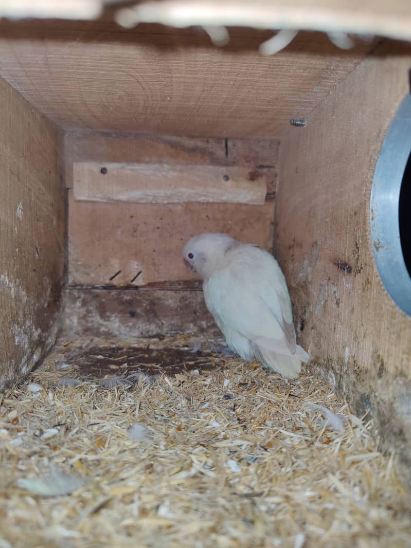 Albino Breeder pairs 1