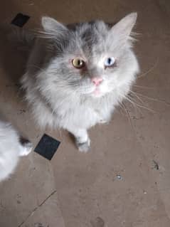 White Persian Pair for Sale